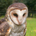 Australian Masked-Owl
